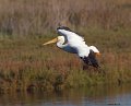 _5SB5144 american white pelican